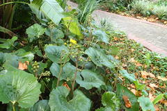 Ligularia dentata