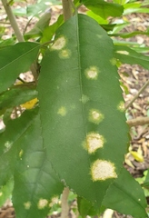 Cephaleuros lagerheimii