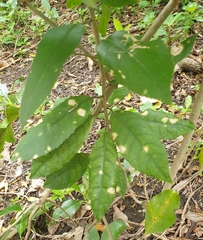 Cephaleuros lagerheimii