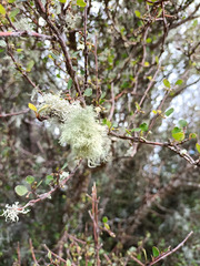 Usnea cornuta