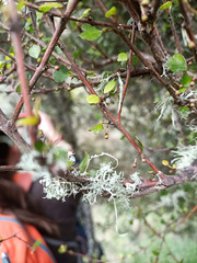 Ramalina glaucescens
