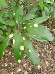 Cephaleuros lagerheimii