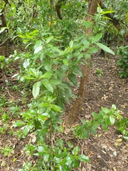 Cephaleuros lagerheimii