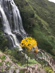 Epidendrum aura-usecheae