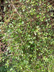 Coprosma crassifolia