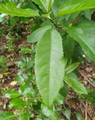 Cephaleuros lagerheimii