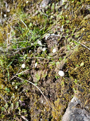 Leptinella squalida
