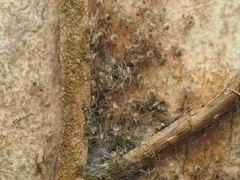 Herennia multipuncta