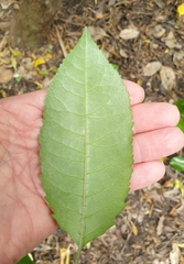 Cephaleuros lagerheimii