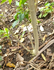 Cephaleuros lagerheimii