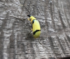 Diabrotica arcuata