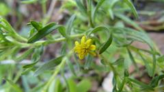 Rhynchopsidium sessiliflorum