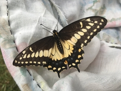 Papilio polyxenes americus