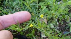 Rhynchopsidium sessiliflorum