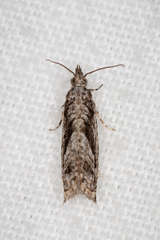 Holocola thalassinana