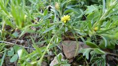 Rhynchopsidium sessiliflorum