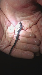 Plethodon hoffmani