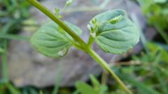 Diascia parviflora