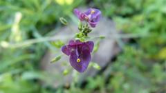 Diascia parviflora