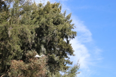 Ardea alba