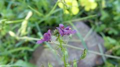 Diascia parviflora