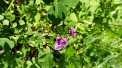 Diascia parviflora