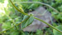 Diascia parviflora