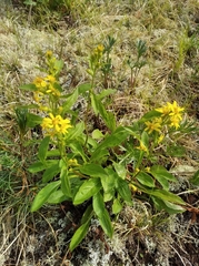 Solidago