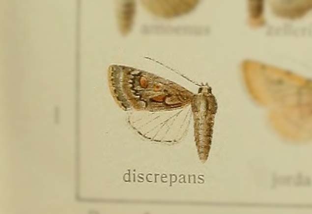 Boursinia