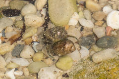 Clibanarius longitarsus