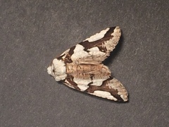 Declana egregia