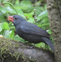 Saltator fuliginosus