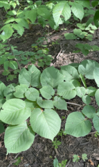 Tilia americana