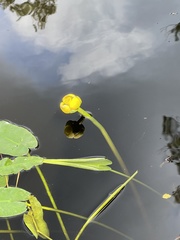Nuphar sagittifolia