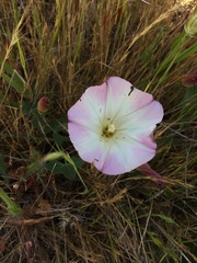 Calystegia purpurata