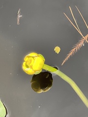 Nuphar sagittifolia
