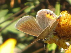 Freyeria trochylus