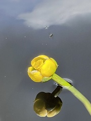 Nuphar sagittifolia