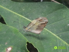 Dismorphia crisia foedora