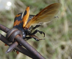 Nicrophorus marginatus