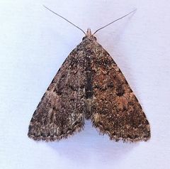 Metalectra miserulata