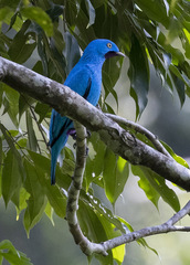 Cotinga maynana