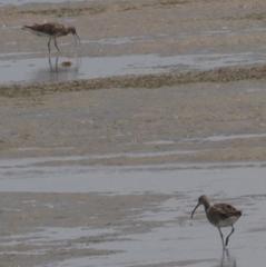 Numenius phaeopus phaeopus