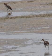 Numenius phaeopus phaeopus