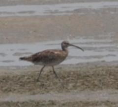 Numenius phaeopus phaeopus