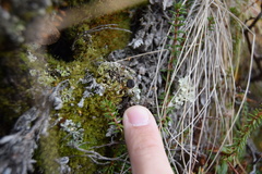 Sarcoleotia globosa