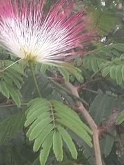 Calliandra pittieri