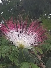 Calliandra pittieri