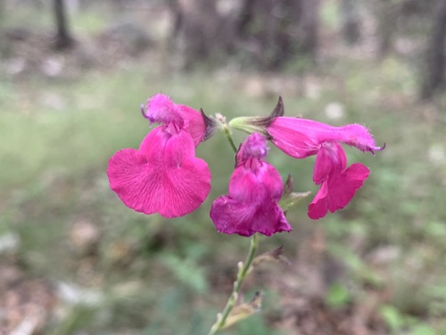 Lemmon's sage (Salvia lemmonii)