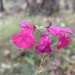 Salvia lemmonii - Photo (c) Eric Hough,  זכויות יוצרים חלקיות (CC BY-NC), הועלה על ידי Eric Hough